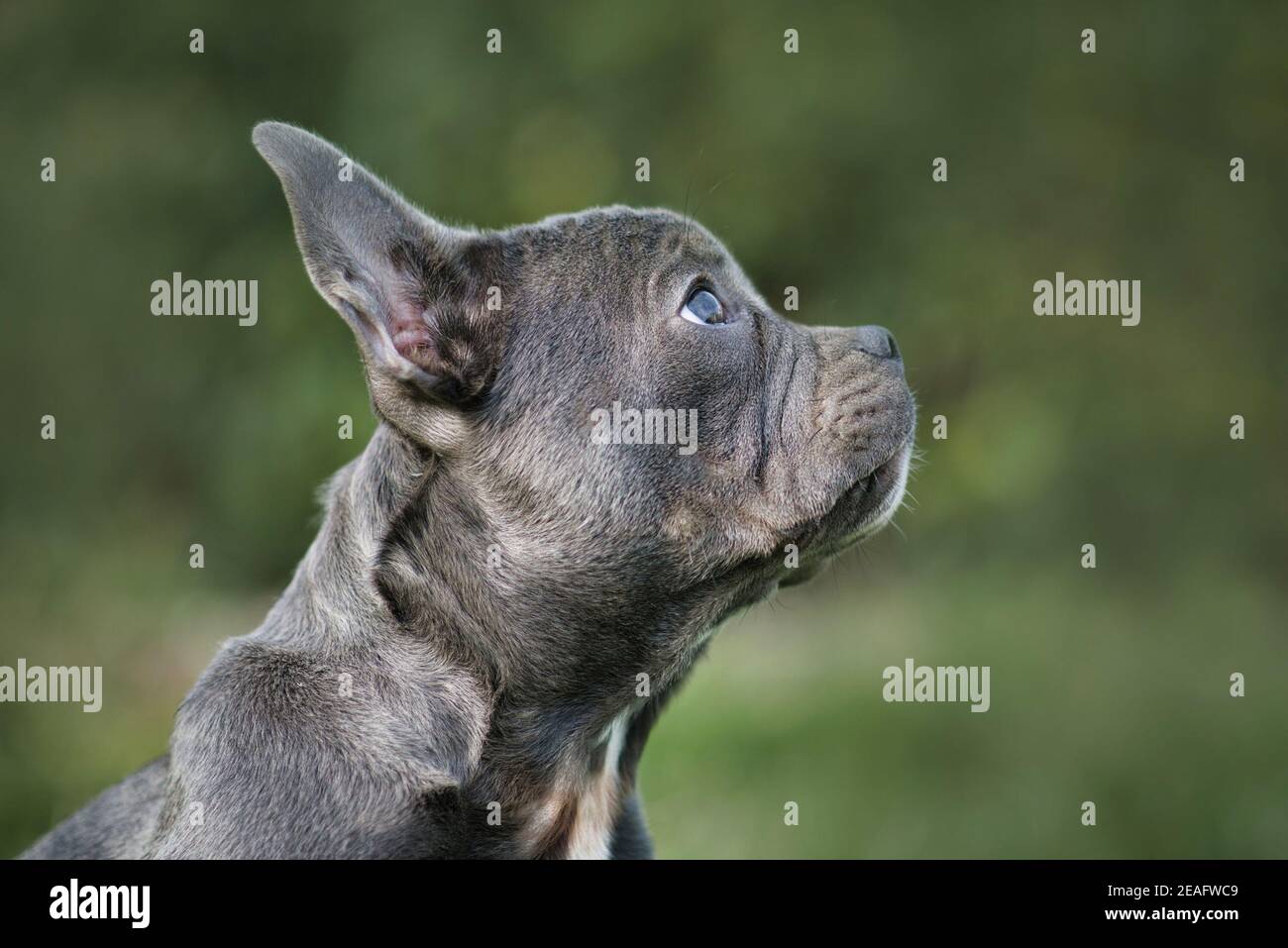 Buen ejemplo de perro de Bulldog francés sano de la brachycephalic con largo nariz en vista de perfil lateral Foto de stock