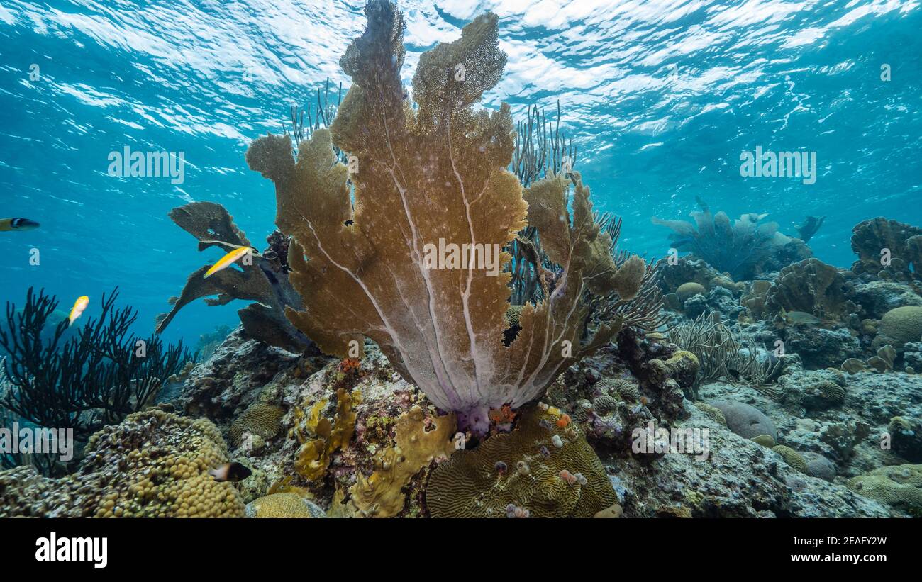 Paisaje marino en aguas poco profundas de arrecife de coral en el Mar Caribe, Curacao con gorgonia coral, peces, esponja y vista a la superficie Foto de stock