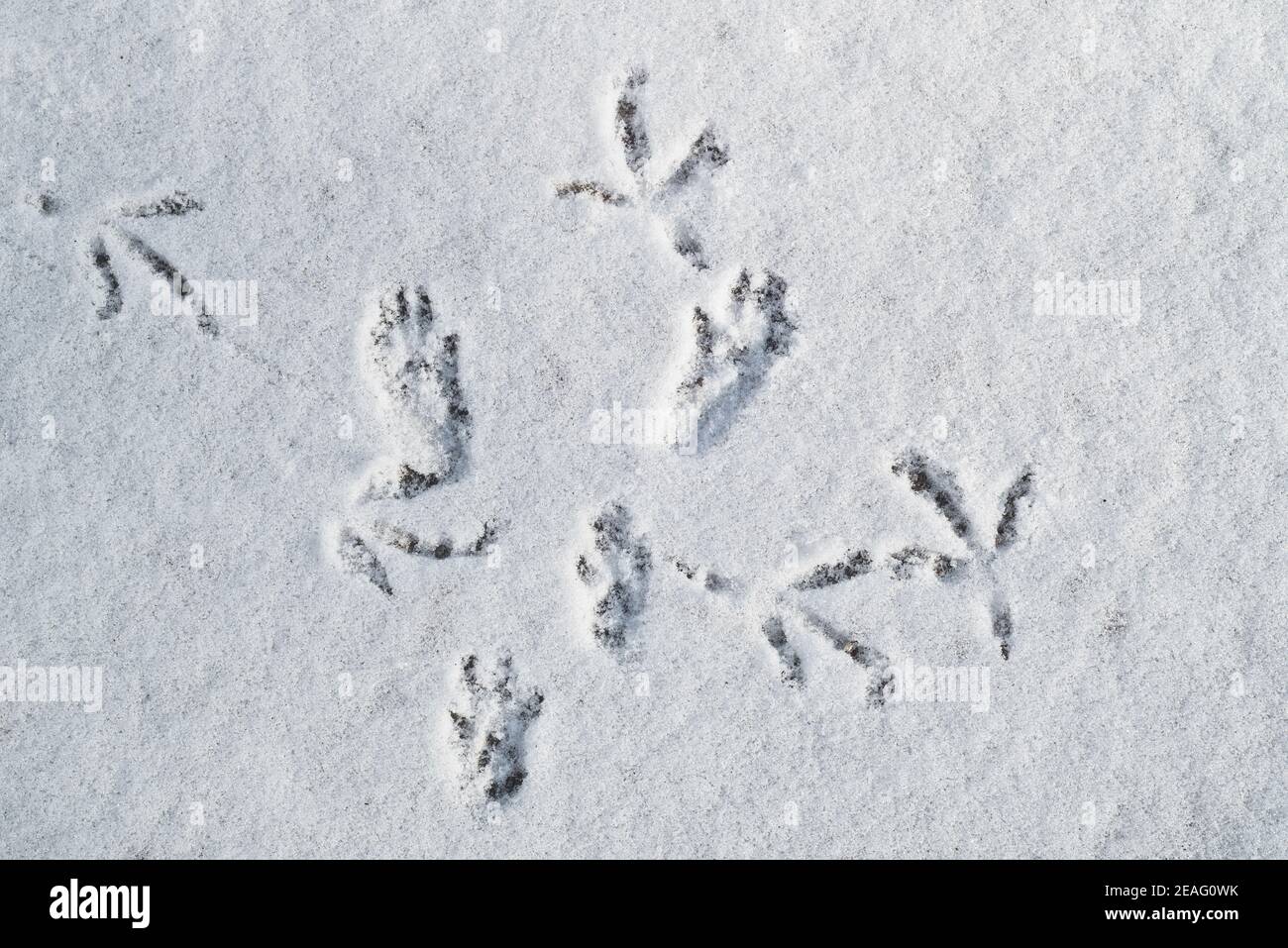Primer plano de huellas de pájaros y pistas que muestran patas de pata desde Ardilla roja (Sciurus vulgaris) en la nieve en invierno Foto de stock