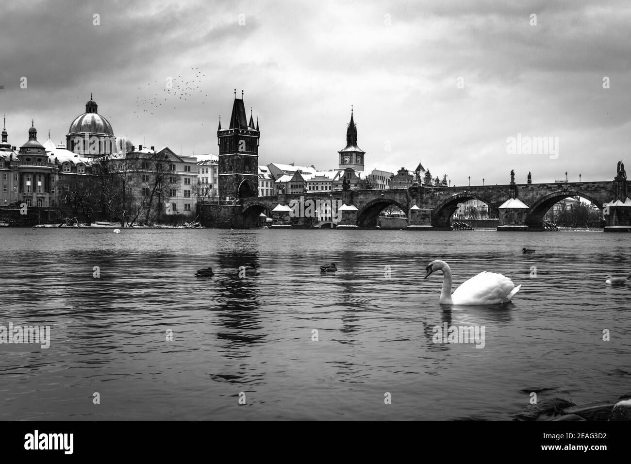 Puente de Carlos y el río Vltava en invierno. Patos y cisne blanco en agua fría. Praga, República Checa. Imagen en blanco y negro. Foto de stock