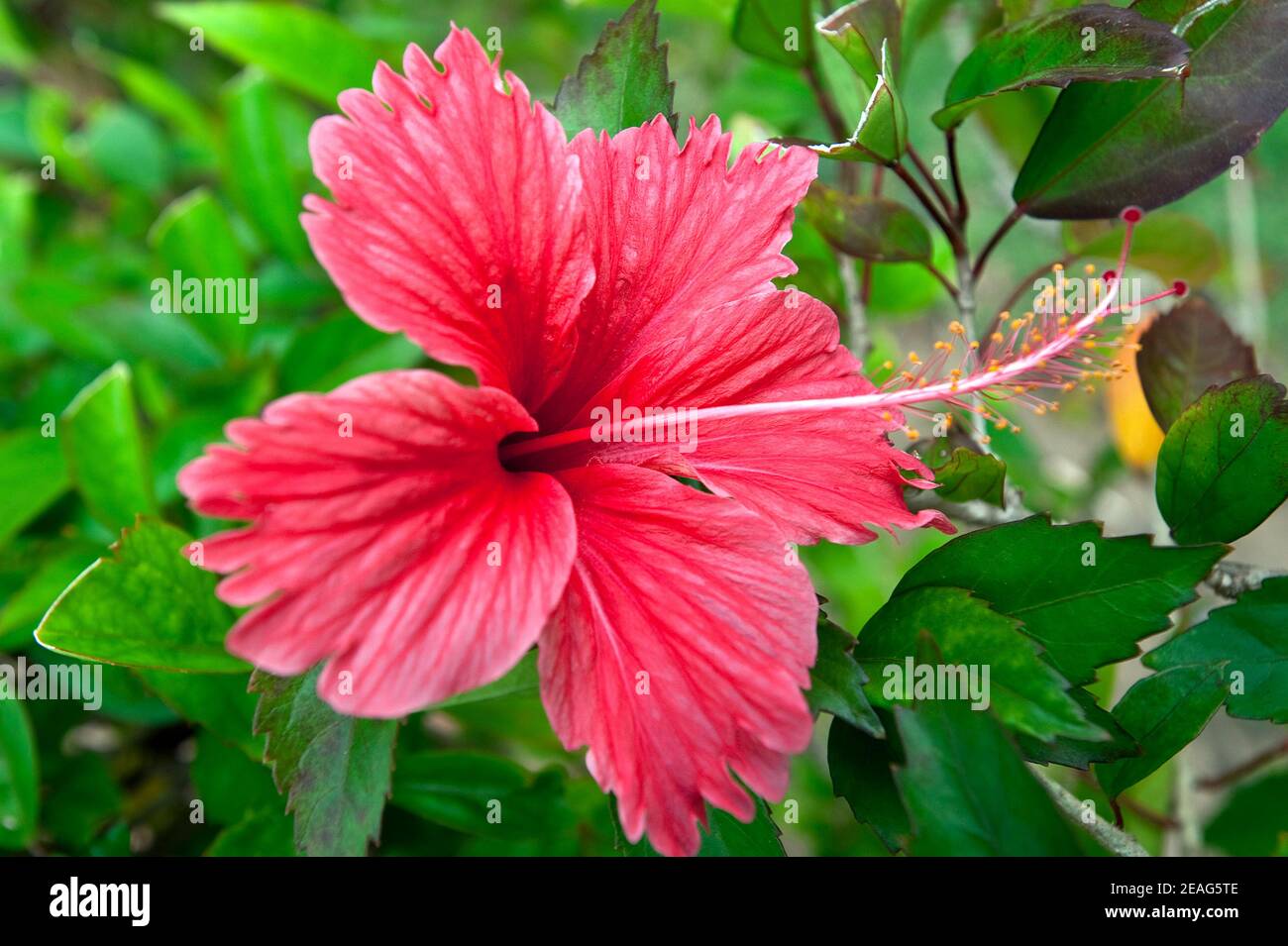 Flor tropical nativa de hibisco rojo, República Dominicana Fotografía de  stock - Alamy