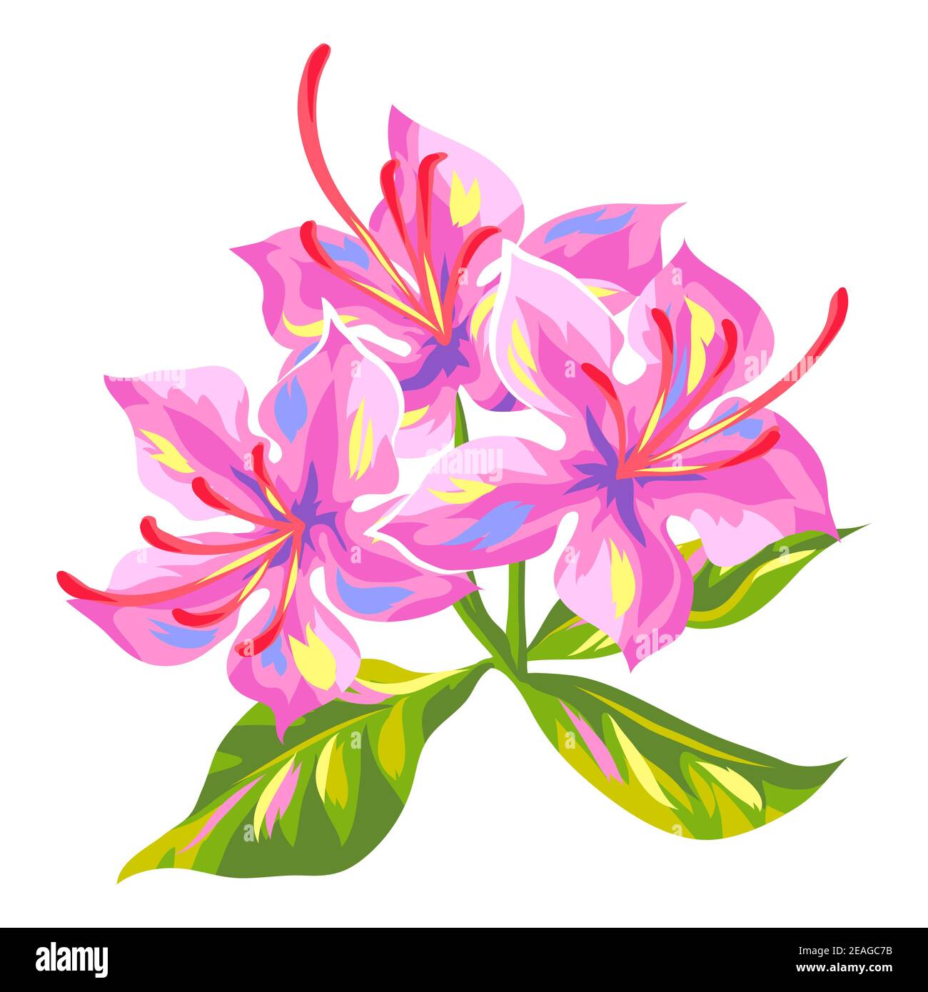 Ilustración de la flor de azalea tropical Imagen Vector de stock - Alamy