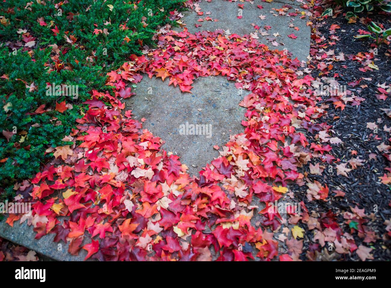 Forma del corazón creada a partir de hojas de arce de otoño rojas y naranjas. Superficie asfáltica en el medio. Lugar vacío para texto positivo, cita o dichos. Vista superior. Foto de stock