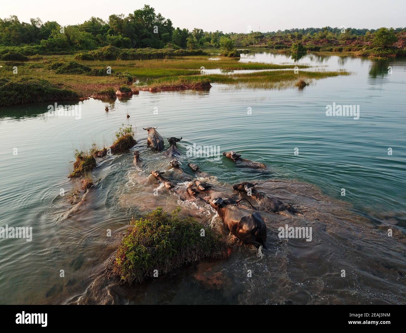 Búfalos nadan por el lago Foto de stock