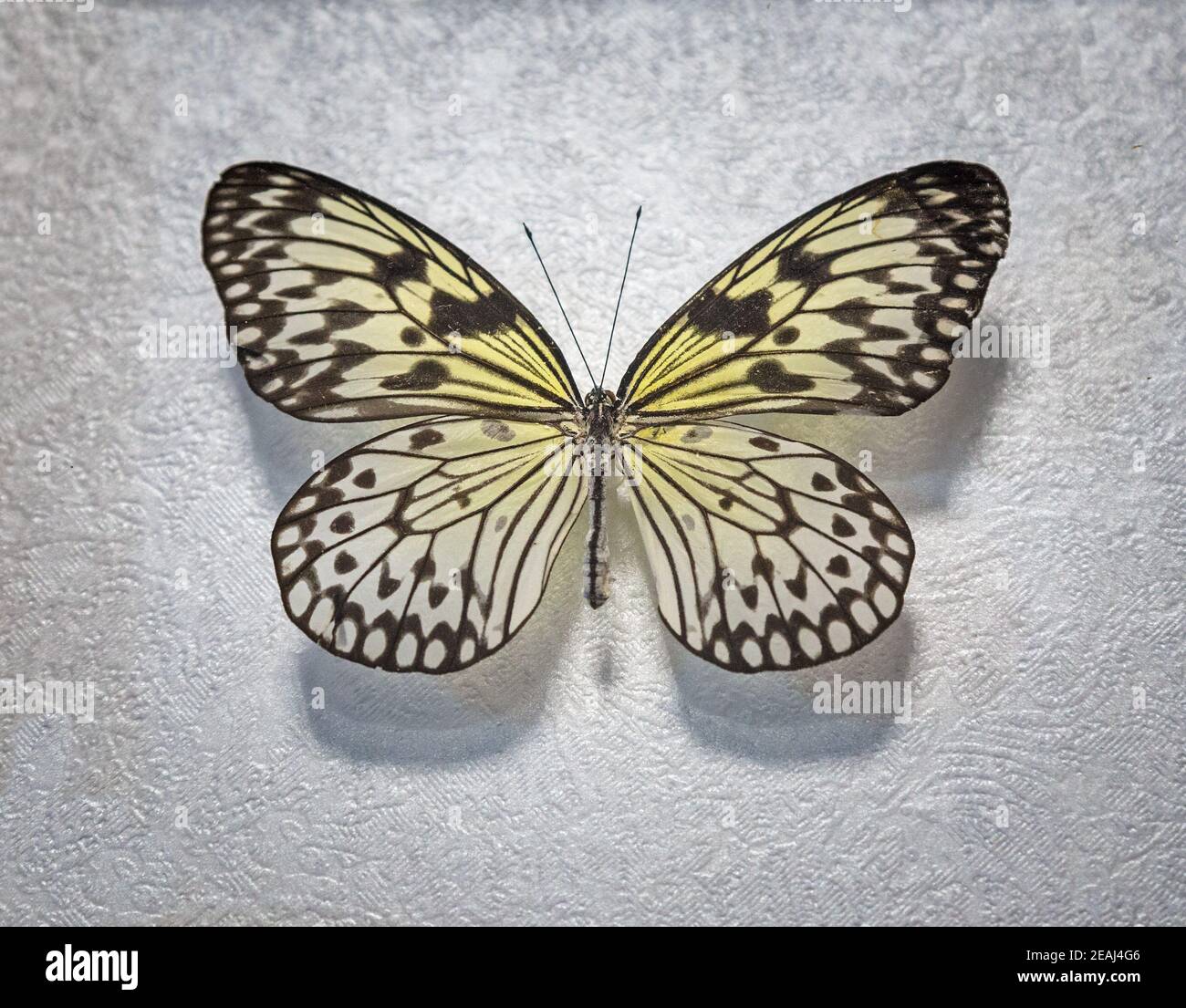 Tropical mariposa idea blanco idea leuconoe lat. Foto de stock