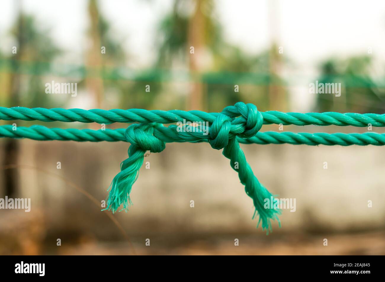 Cuerda nudo de amarre cierre. Cuerda con un nudo atado en el medio aislado del fondo. Un símbolo de confianza, fuerza, seguridad y apoyo a la fe y el concepto de unión. Fotografía conceptual ilustrativa Foto de stock