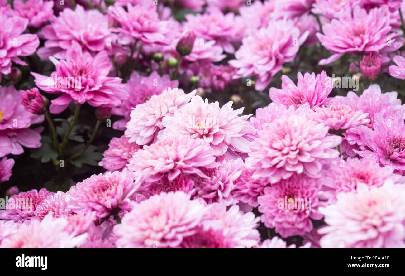 Púrpura o Violeta Flor de Crisantemo en Jardín Foto de stock