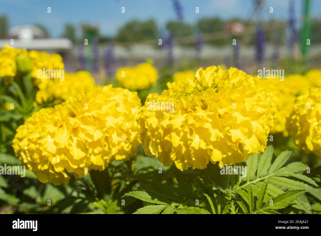 Flor de Marigold amarilla con hojas verdes en el jardín Foto de stock