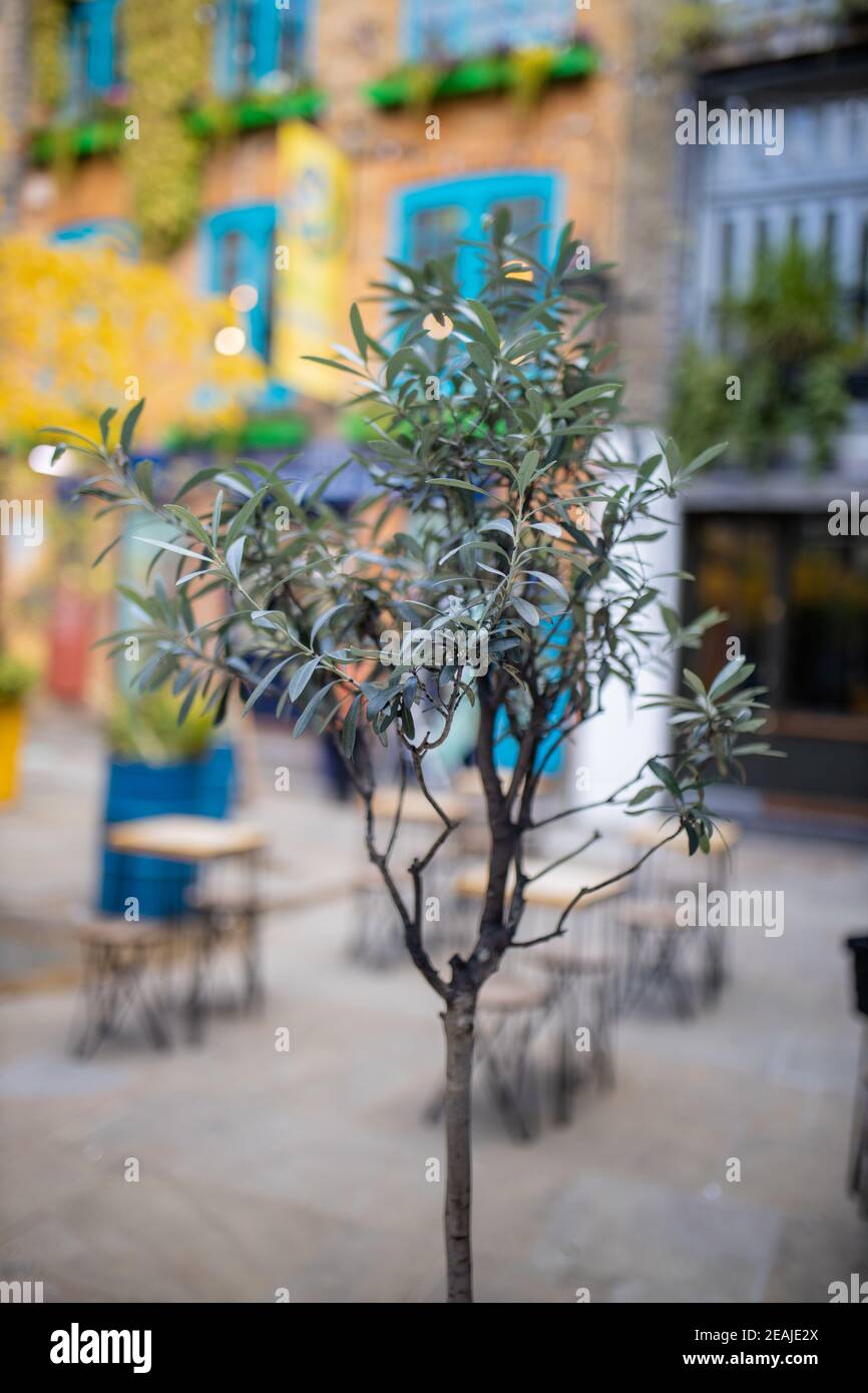 Un árbol pequeño y delgado en la calle con sillas borrosas y tablas como fondo Foto de stock