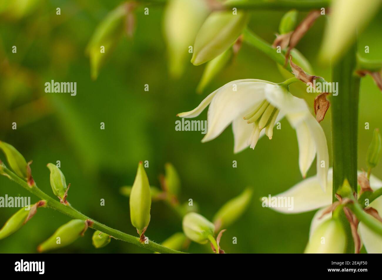 Flor de la aguja de Adán Fotografía de stock - Alamy