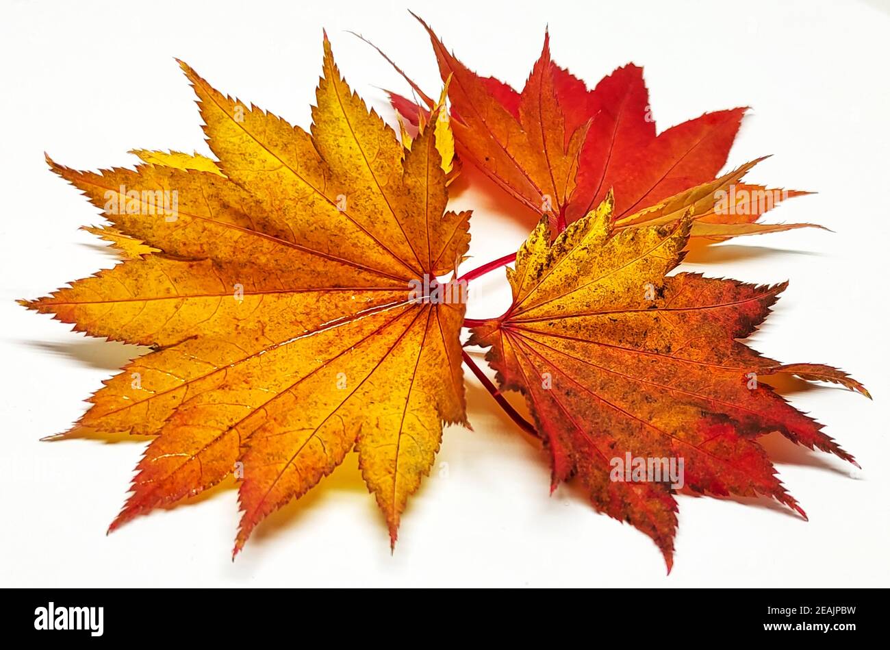 Hoja coloreada en otoño Foto de stock