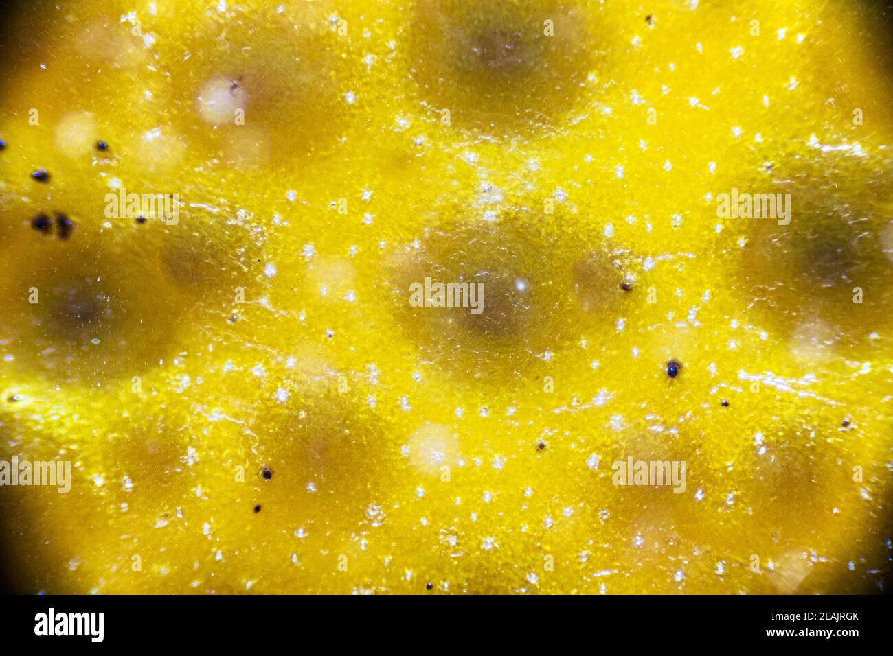 Exfoliación de mandarina bajo el microscopio ligero, primer plano  detallado, ampliación 40 veces Fotografía de stock - Alamy