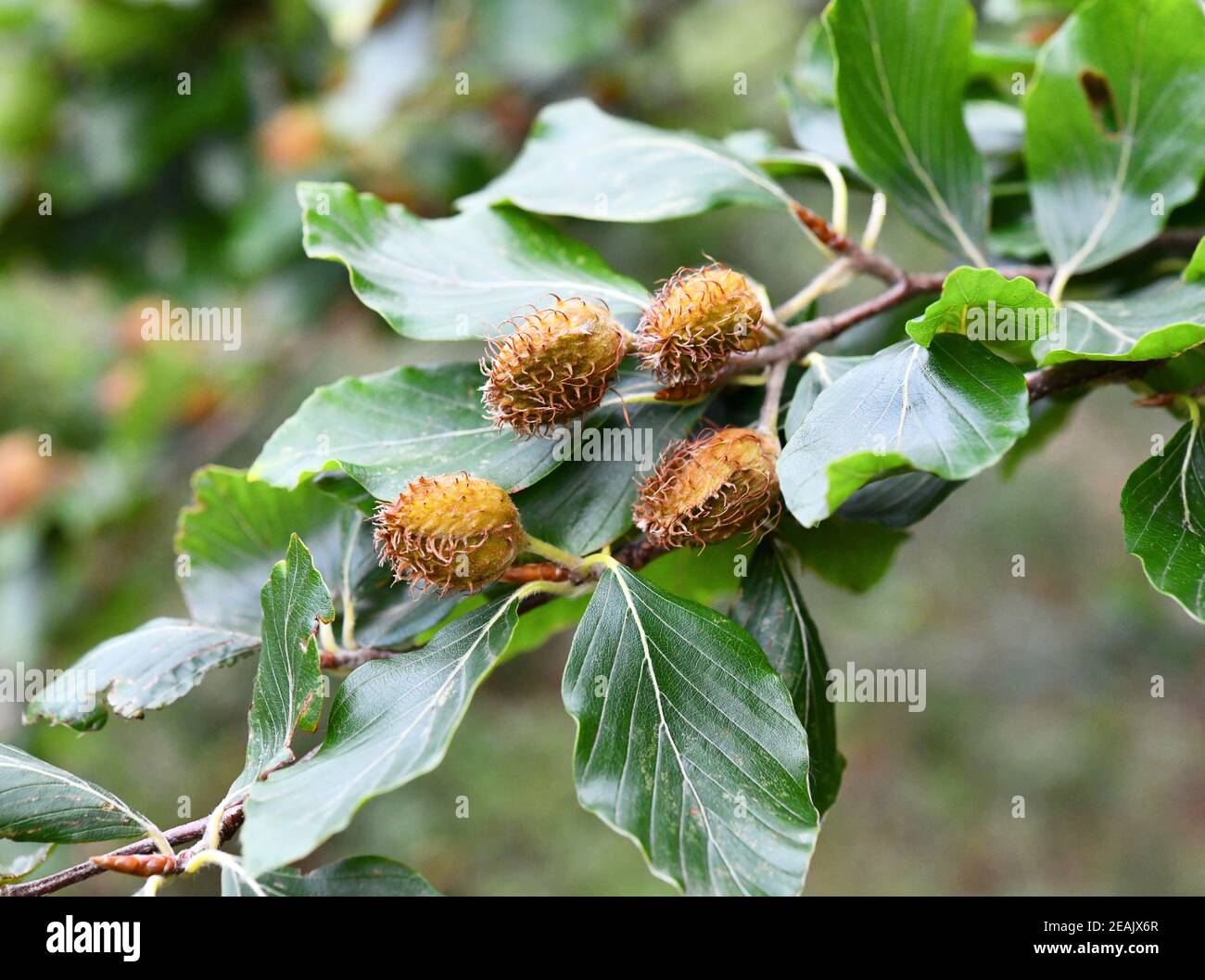 Frutos de la haya común Foto de stock