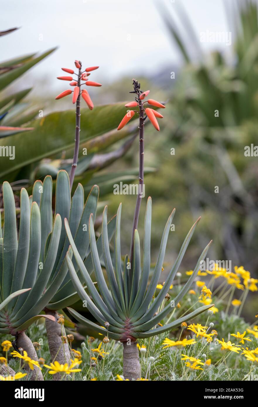 Aloe planta en flor. Foto de stock