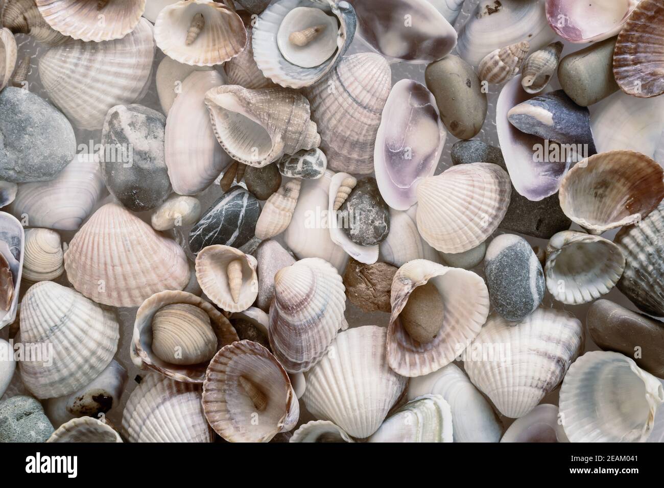 Pequeñas piedras de mar y varias conchas cerca Foto de stock