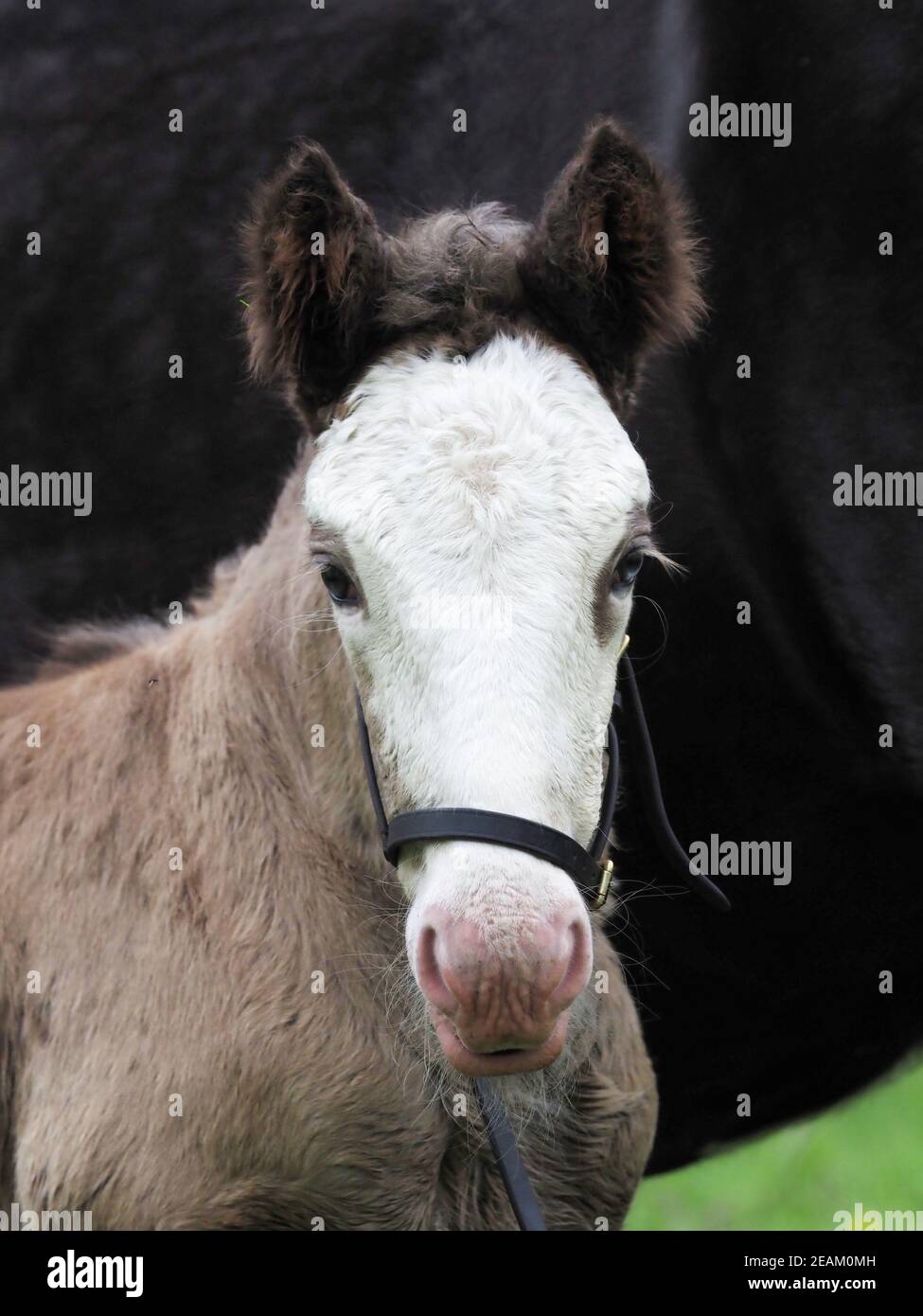Bebe Pony Fotos E Imagenes De Stock Pagina 10 Alamy