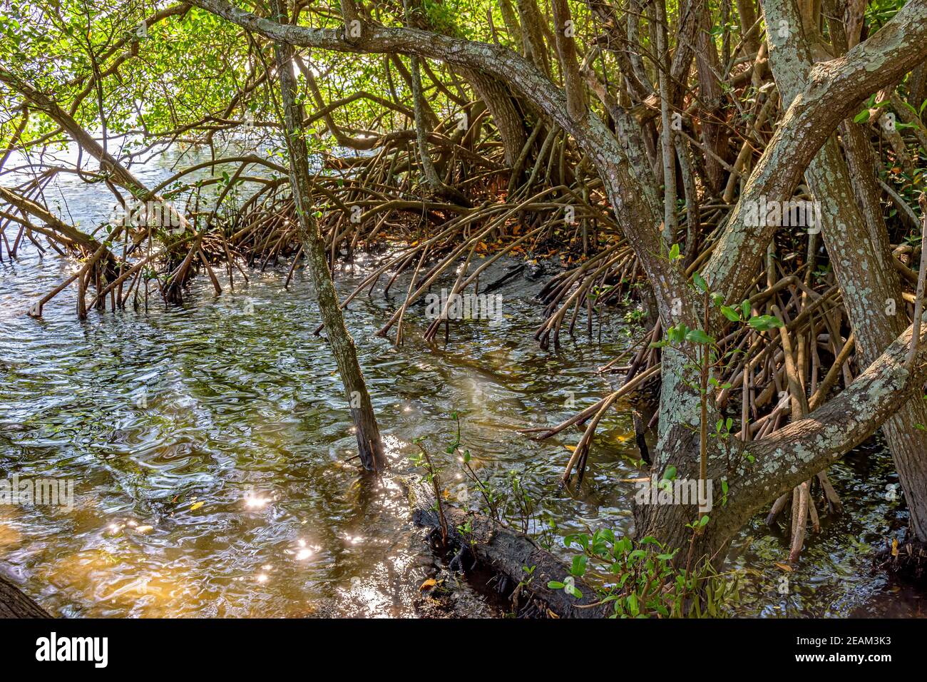 Raíces y vegetación acuática típica de los manglares comunes de Brasil ecosistema tropical Foto de stock