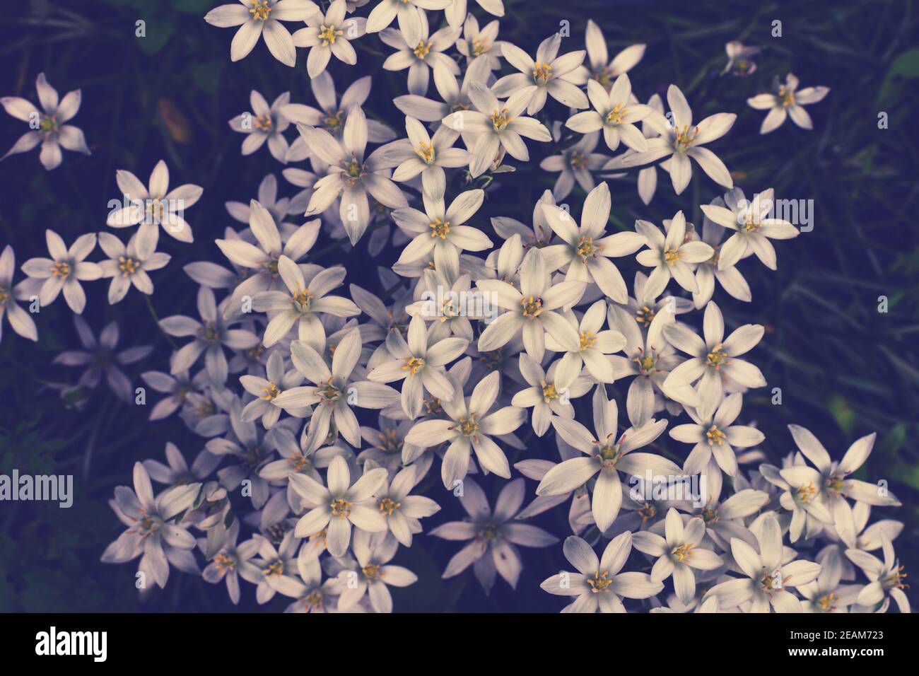 un prado flores blancas con estambres amarillos Foto de stock