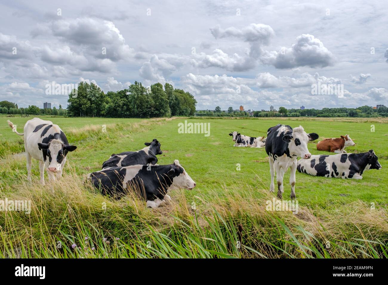 Vacas en un prado verde en un día nublado Foto de stock