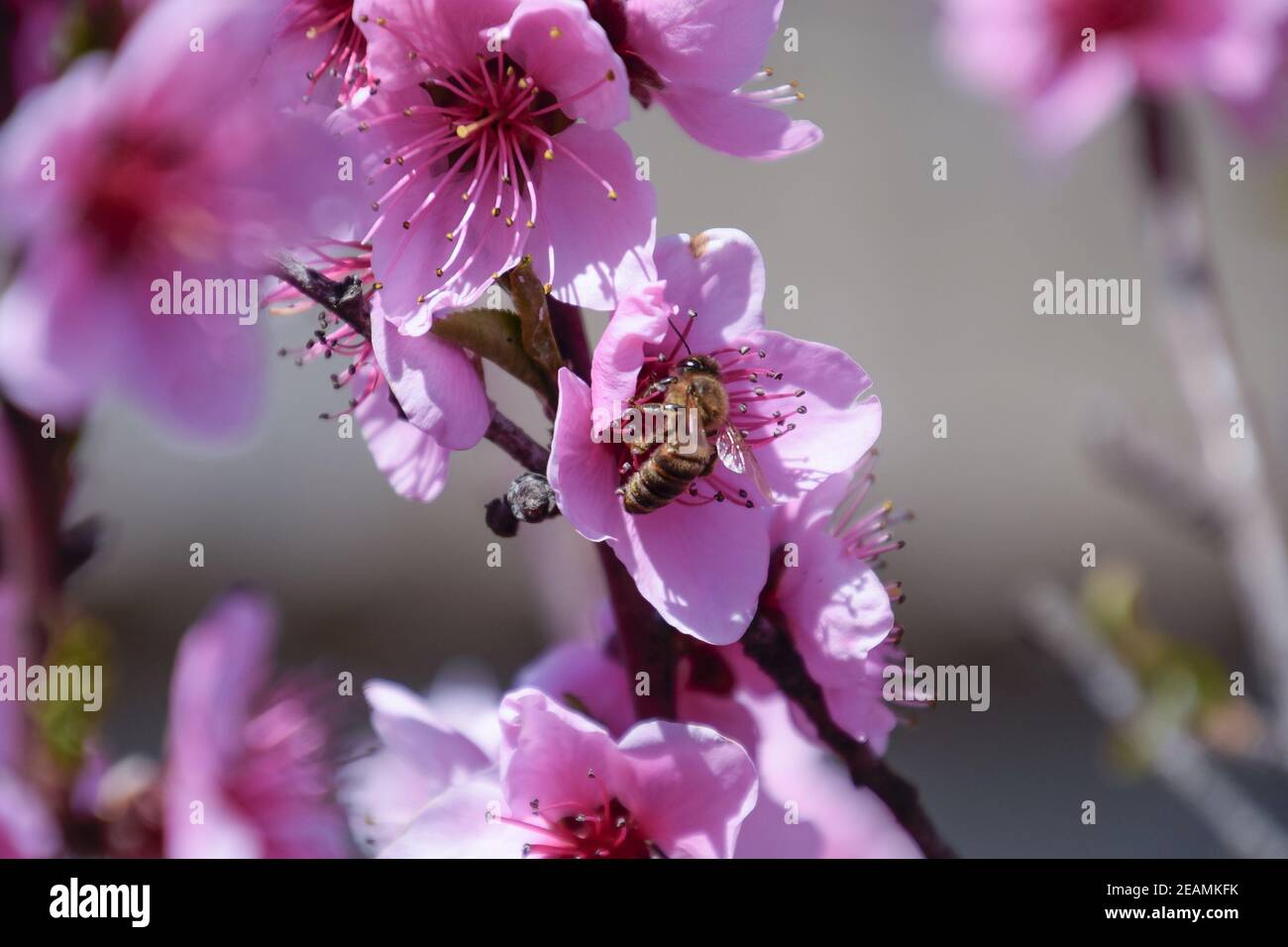 La polinización de las flores por las abejas melocotón. Foto de stock