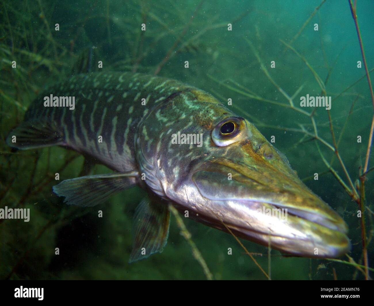 Retrato de lucio (Esox lucius) en el lago Kulkwitz Foto de stock