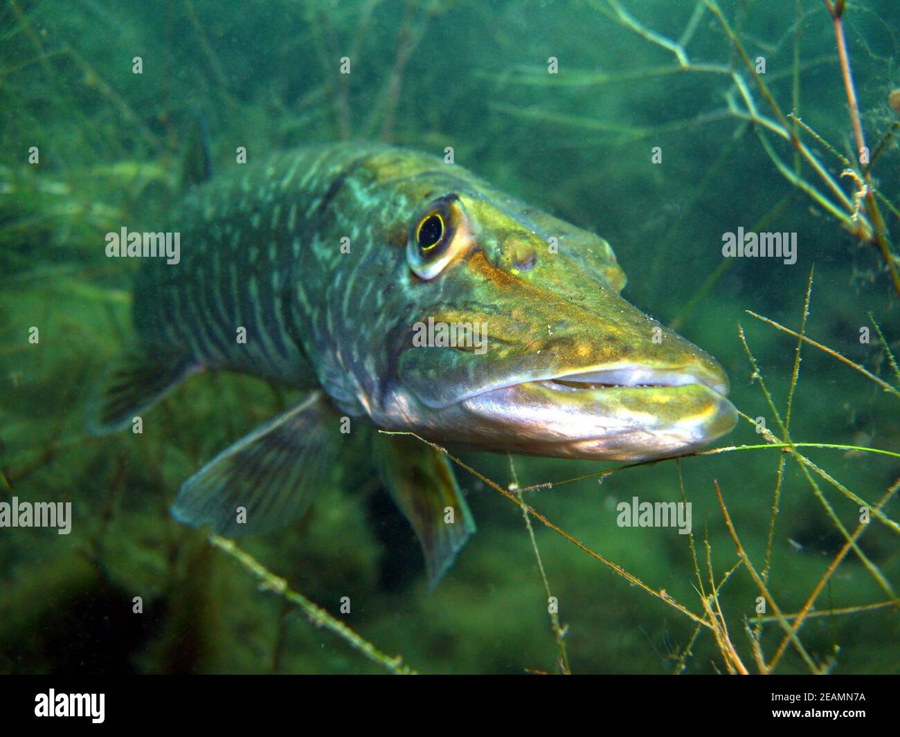 Retrato de lucio (Esox lucius) en el lago Kulkwitz Foto de stock