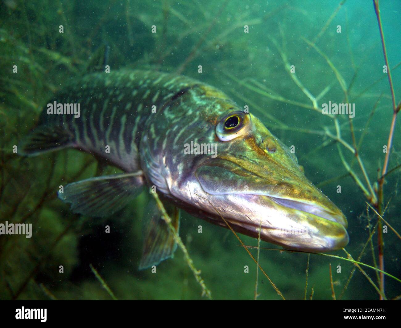 Retrato de lucio (Esox lucius) en el lago Kulkwitz Foto de stock