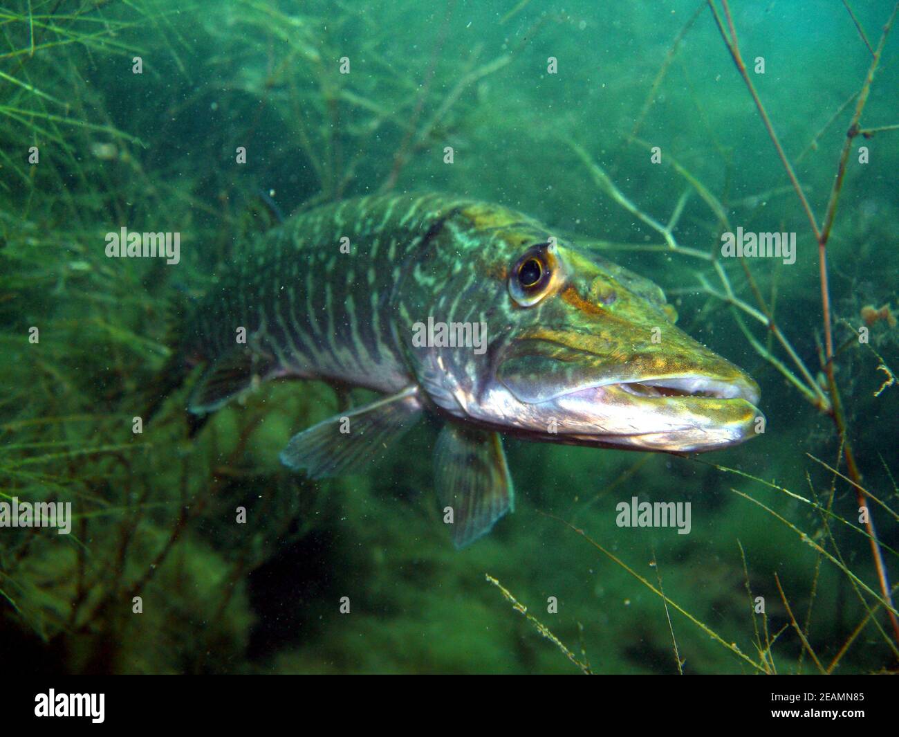 Retrato de lucio (Esox lucius) en el lago Kulkwitz Foto de stock