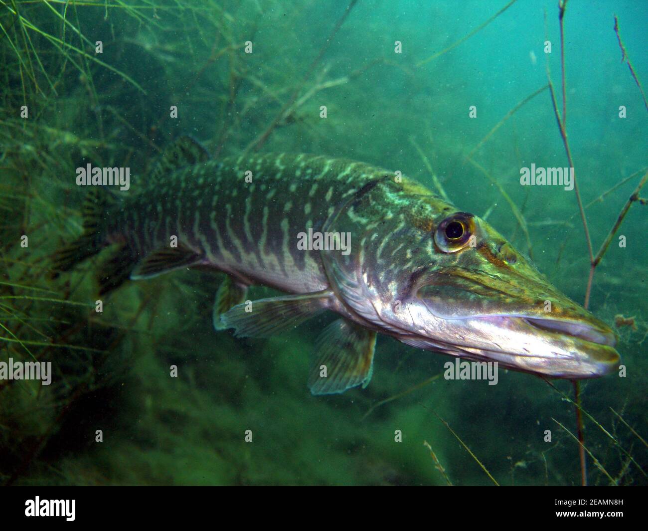 Retrato de lucio (Esox lucius) en el lago Kulkwitz Foto de stock