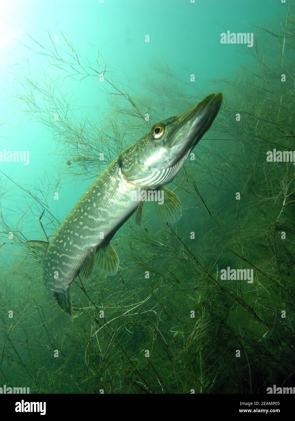 Retrato de lucio (Esox lucius) en el lago Kulkwitz Foto de stock