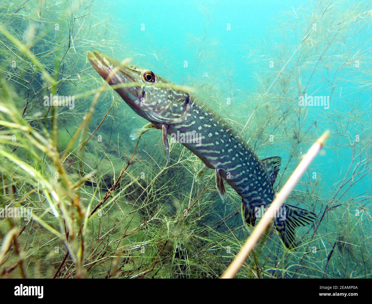 Retrato de lucio (Esox lucius) en el lago Kulkwitz Foto de stock