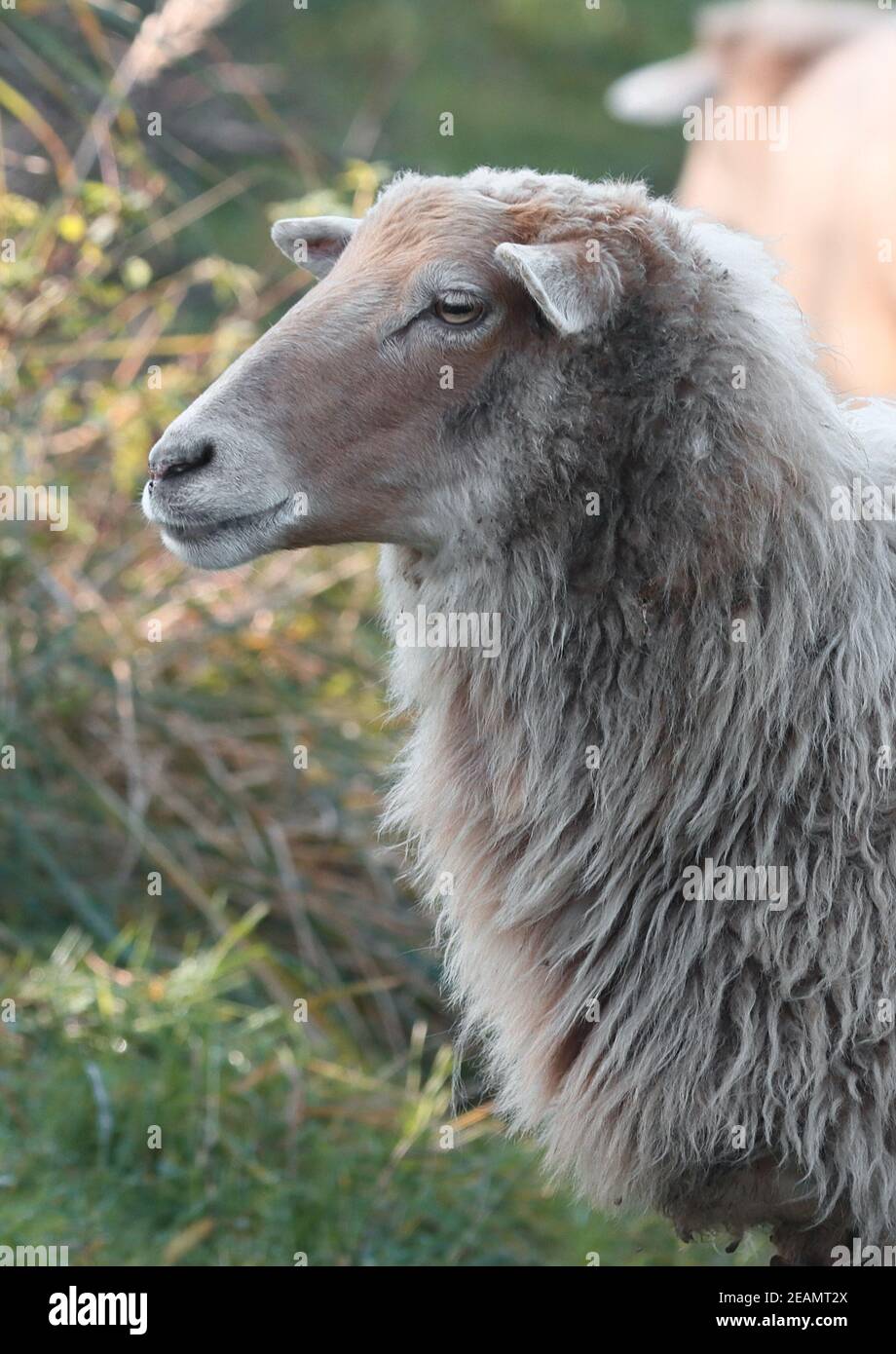 Retrato de animales de oveja. Foto de stock