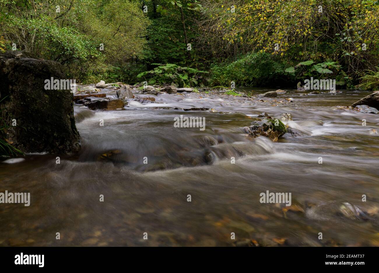 Creek Gue la Warche en Bélgica Eifel parknear Ovifat, Robertville y Spa. Foto de stock