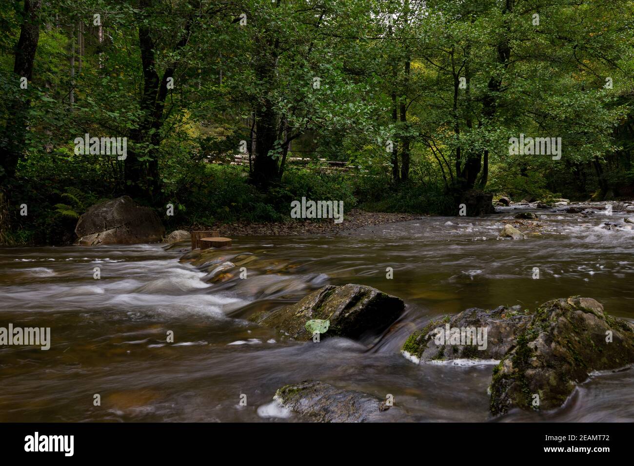 Creek Gue la Warche en Bélgica Eifel parknear Ovifat, Robertville y Spa. Foto de stock