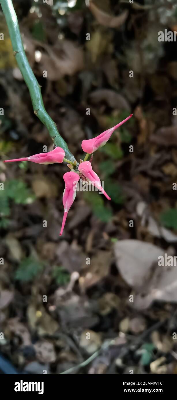 La espina dorsal del diablo de la flor roja salvaje, cactus del pájaro rojo  Fotografía de stock - Alamy