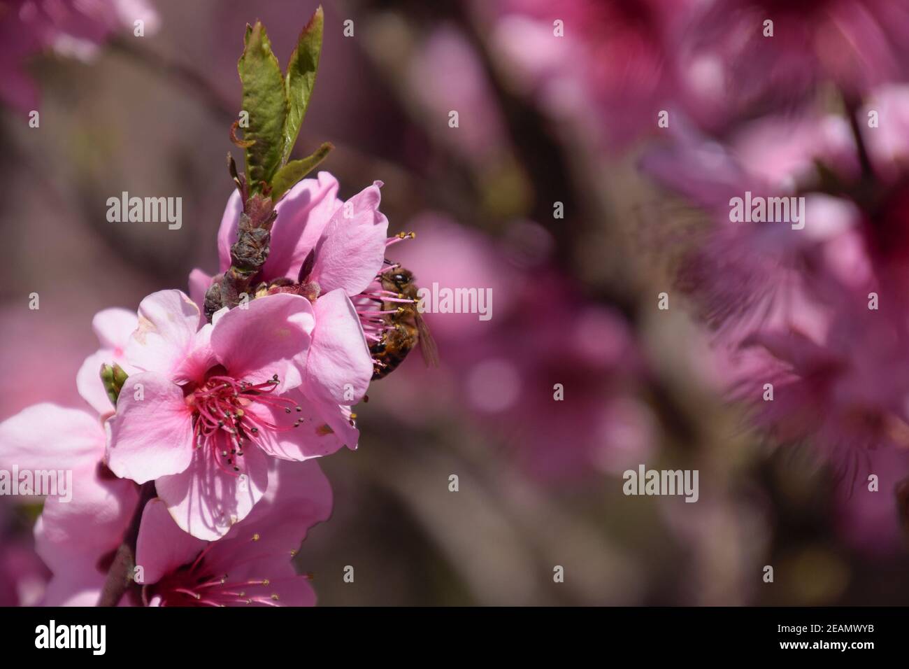 La polinización de las flores por las abejas melocotón. Foto de stock