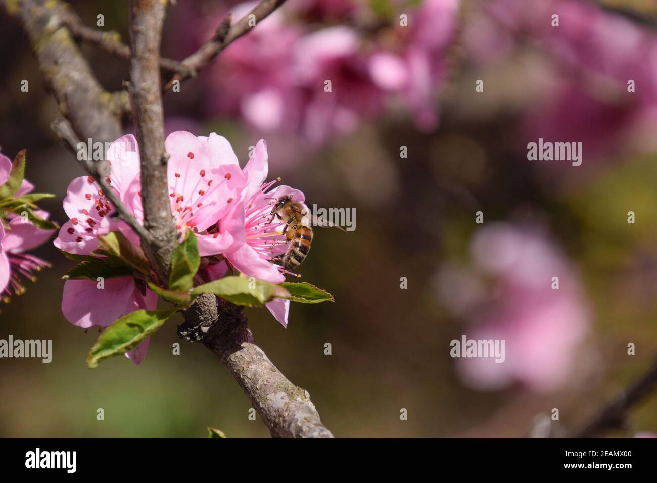 La polinización de las flores por las abejas melocotón. Foto de stock