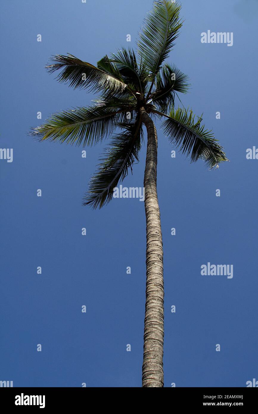 Árbol de Coco elevado contra el cielo Foto de stock