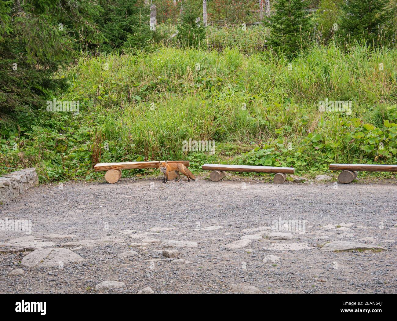 Un zorro en un lugar de descanso en el borde de un bosque Foto de stock