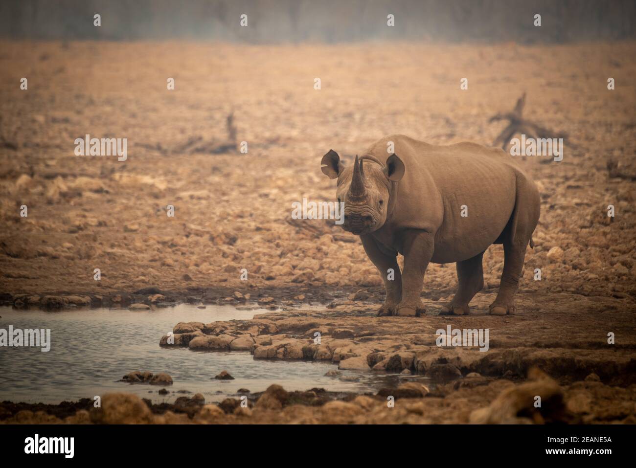 El rinoceronte negro se encuentra junto a un agujero de agua entre las rocas Foto de stock