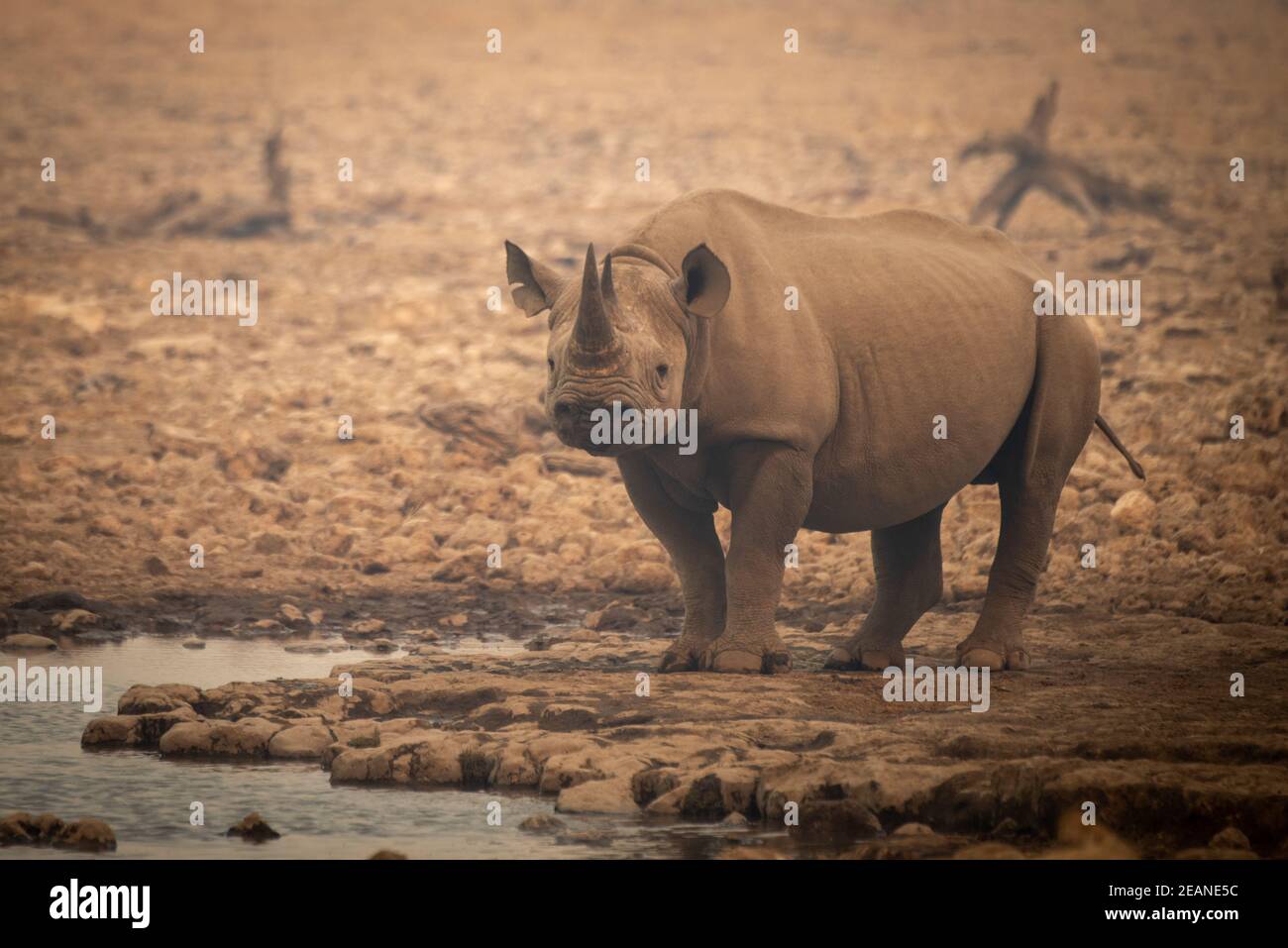 El rinoceronte negro se encuentra entre rocas por un agujero de agua Foto de stock