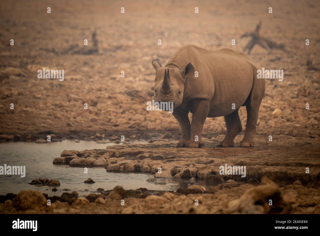 Rinoceronte negro se encuentra entre rocas en neblina Foto de stock