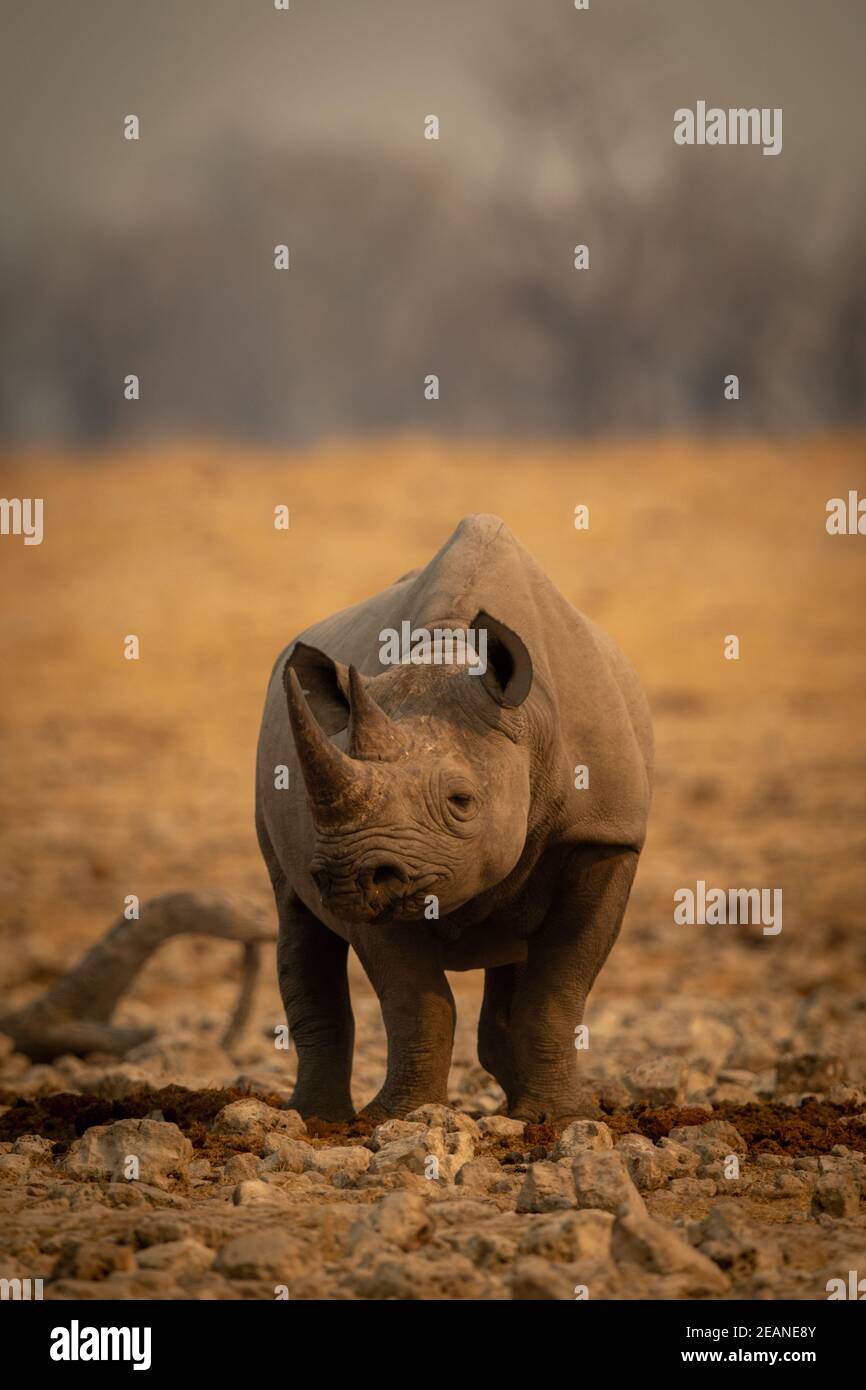 El rinoceronte negro se encuentra entre rocas girando la cabeza Foto de stock