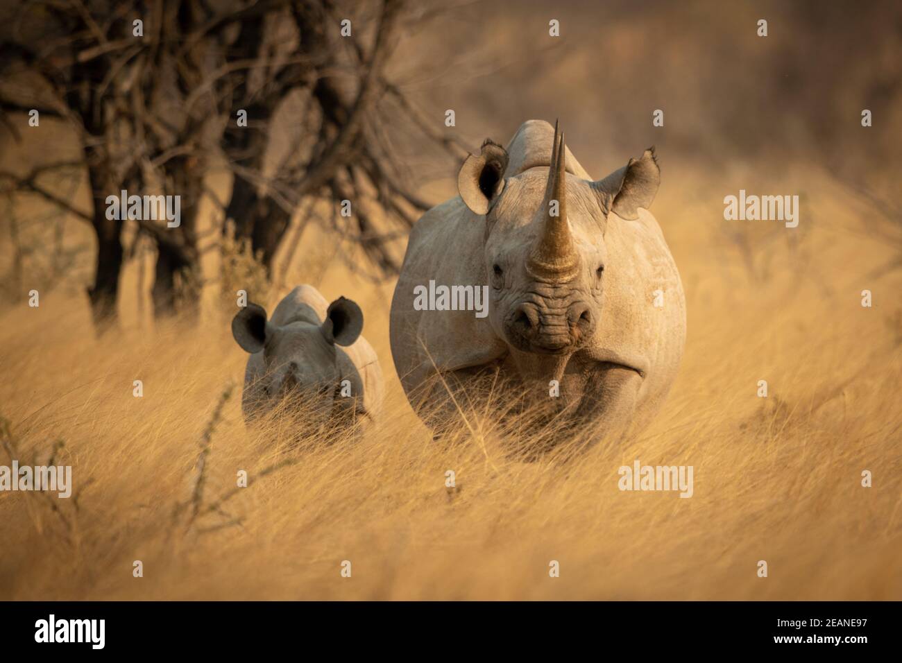 Rinoceronte negro y soporte de bebé frente a la cámara Foto de stock