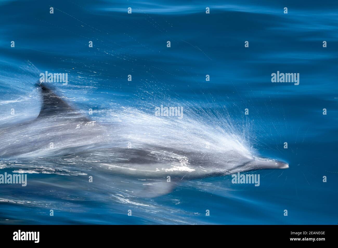 Movimiento desenfocado del delfín común de pico largo (Delphinus capensis), Puerto Gatos, Baja California Sur, México, América del Norte Foto de stock