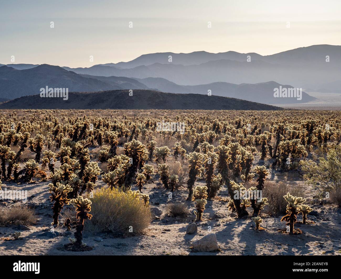 Cholla de oso de peluche (Cylindropuntia bigelovii), al amanecer en el Parque Nacional Joshua Tree, Desierto de Mojave, California, Estados Unidos de América Foto de stock