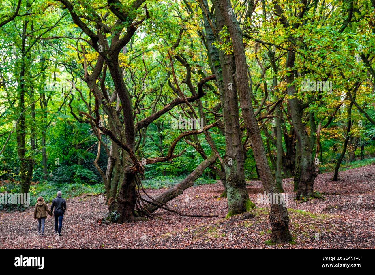 Bosque de hayas en otoño, peatones caminando a través de los árboles, Hampstead Heath, Londres, Inglaterra, Reino Unido, Europa Foto de stock