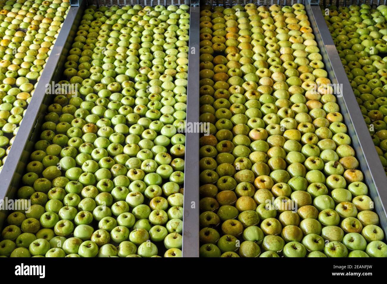 Tanques de agua llenos de manzanas en filas durante el proceso de lavado, Valtellina, provincia de Sondrio, Lombardía, Italia, Europa Foto de stock