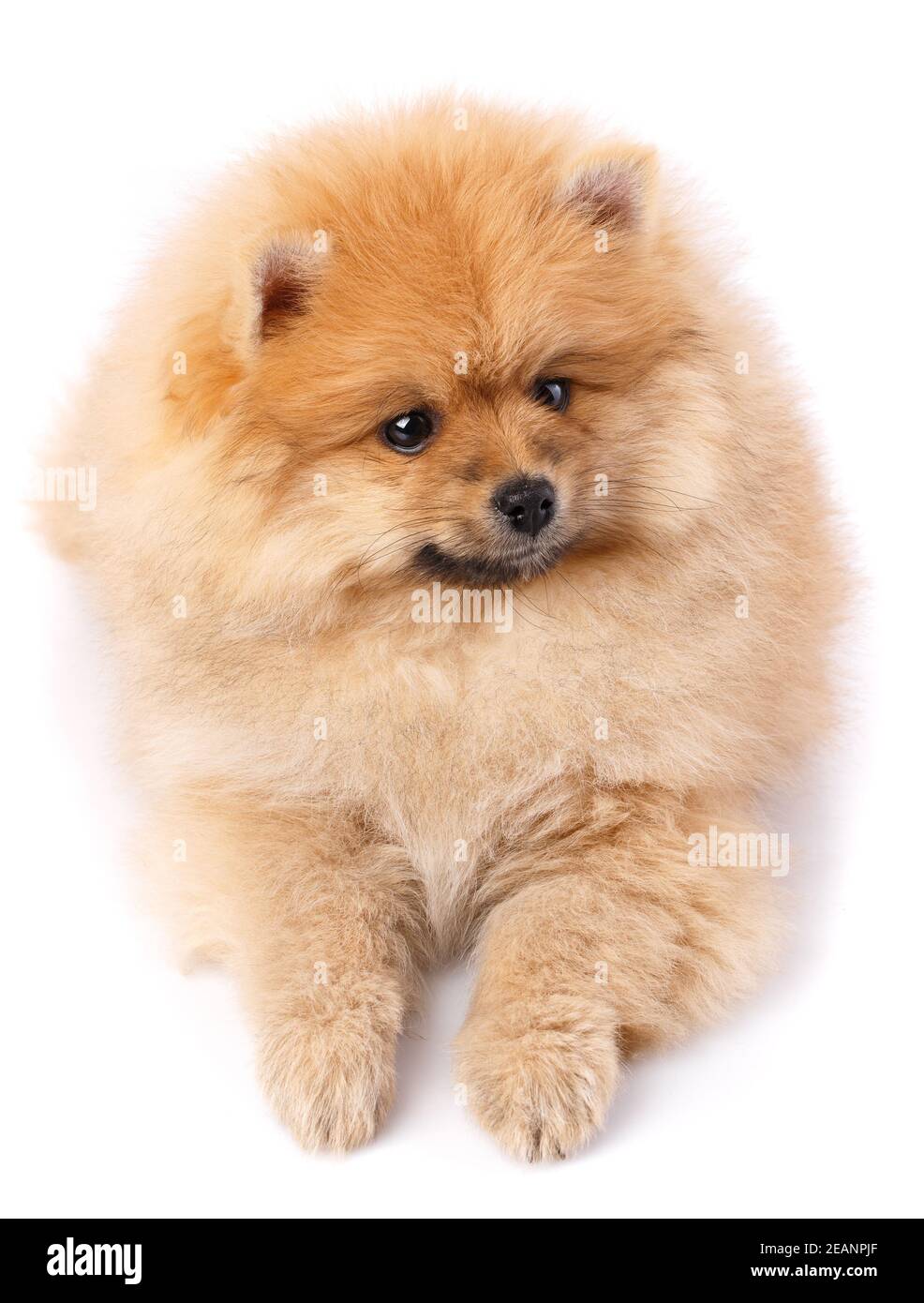 Pomeranian Spitz posando delante de la cámara sobre fondo blanco. Foto de stock