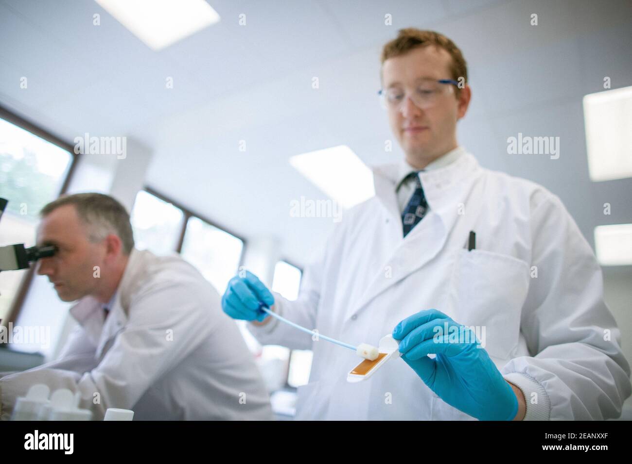 un técnico de laboratorio en una capa blanca en el laboratorio realiza un hisopo Foto de stock